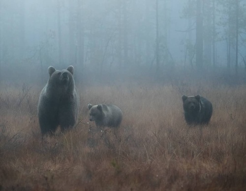 Gallery Of Photography By Elias Kalliola - USA