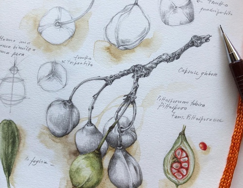 Gallery of Drawing by GiacoMina Ferrillo-Italy