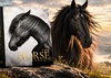DK | THE HORSE ENCYCLOPEDIA