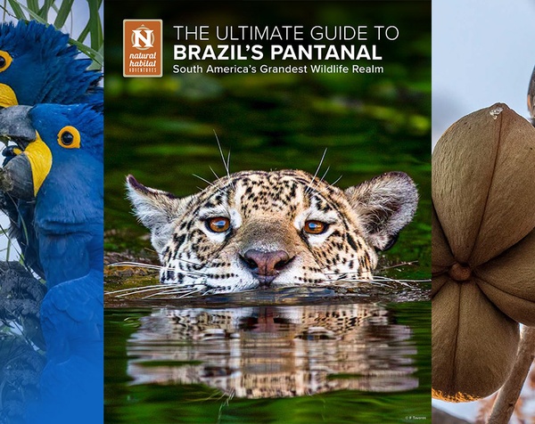 Brazil's Pantanal: South America's Grandest Wildlife Realm