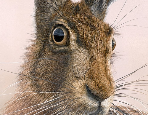 Galería de pintura realista de Annie Drew - Reino Unido