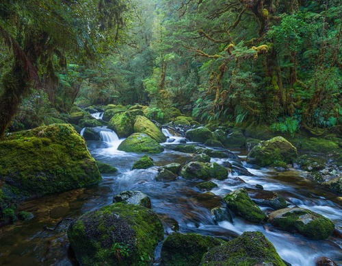 Galeria de fotografias de William Patino - Nova Zelândia