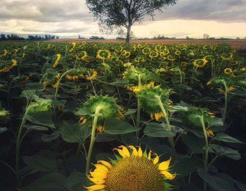 Galería de Fotografía de Luis Salazar-Espania