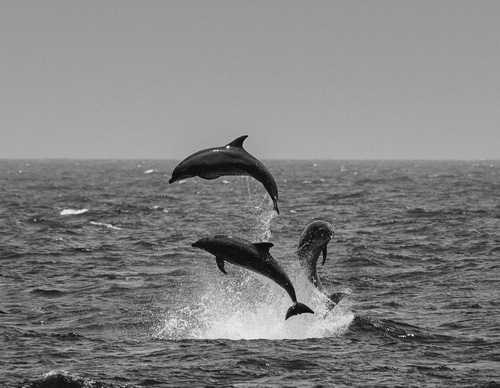 Galeria de Fotografia de Cristina Goettsch Mittermeier - México