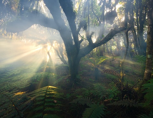 Galeria de fotografias de William Patino - Nova Zelândia