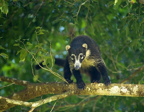 costa rica jim zuckerman