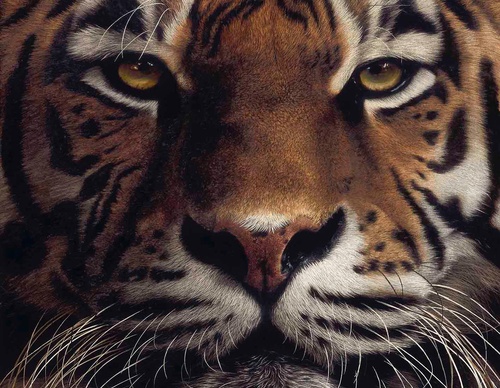 Galería de pintura realista de Annie Drew - Reino Unido