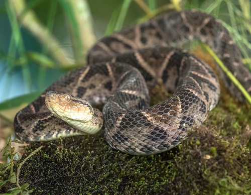 costa rica jim zuckerman