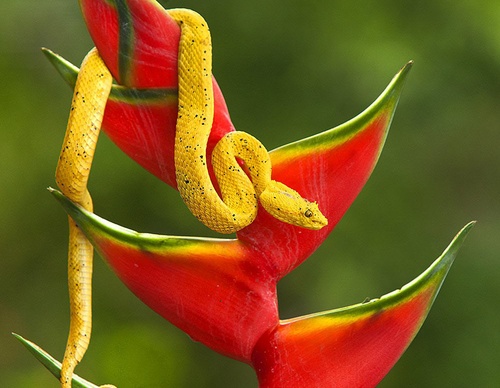 costa rica jim zuckerman