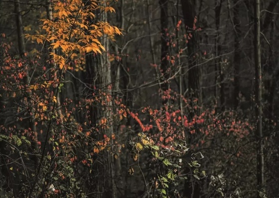 Galería Mario Cohen acoge exposición del fotógrafo Edo Costantini