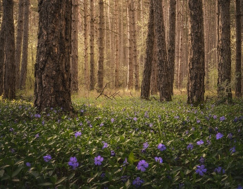 Galería de fotografías de Pujan Shadlau - Austria