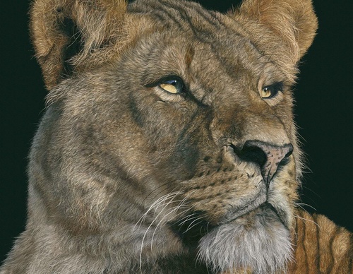 Galería de pintura realista de Annie Drew - Reino Unido