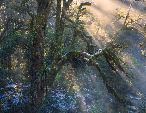 Galeria de fotografias de William Patino - Nova Zelândia