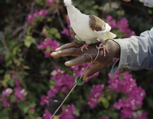 gregory halpern