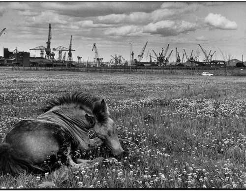 martine franck
