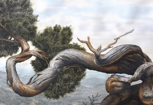 Galería de pintura de Marcelo Daldoce-Brasil