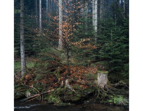 Galería de fotografías de Pujan Shadlau - Austria