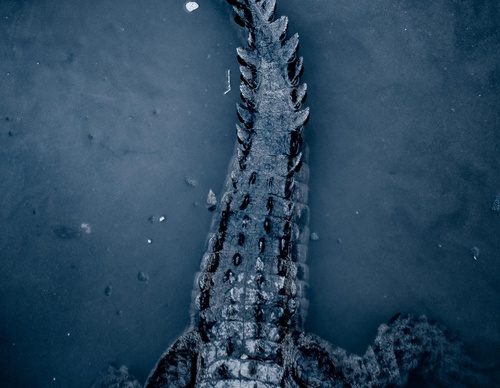 Gallery Of Photography By Chris Henry - USA