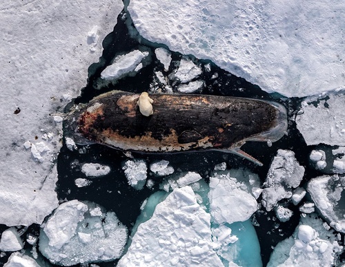 world press photo