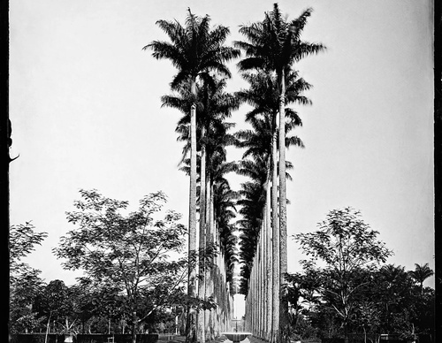 Gallery Of Photography By Marc Ferrez-Brazil