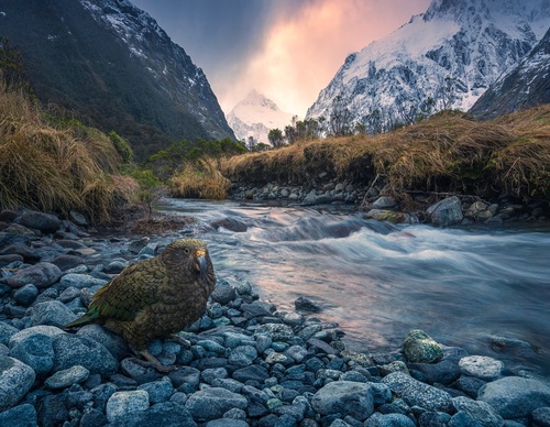 Galeria de fotografias de William Patino - Nova Zelândia
