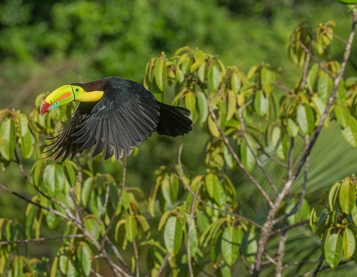 costa rica jim zuckerman