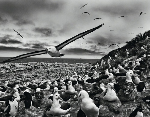 Galería de fotografía de Sebastião Salgado - Brasil