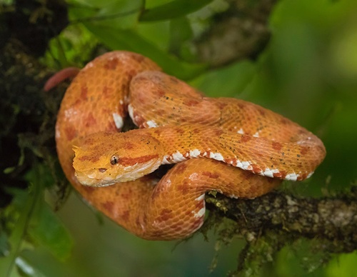 costa rica jim zuckerman