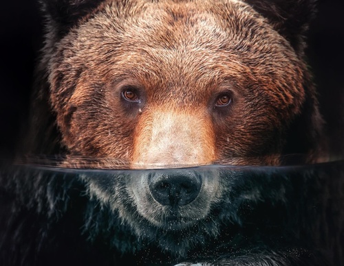 Galería de fotografías de Evgeny Gammer - Rusia