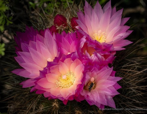 Gallery Of Photography By Gerhard Hüdepohl - Chile