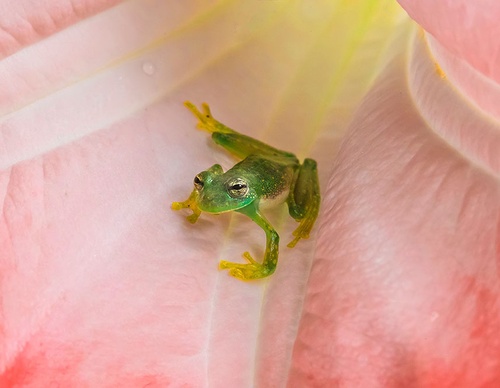 costa rica jim zuckerman