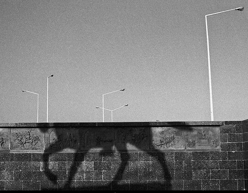 raul canibano