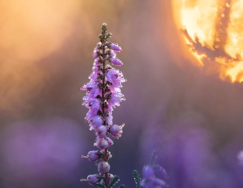 Gallery Of Photography By Albert Dros - Netherland