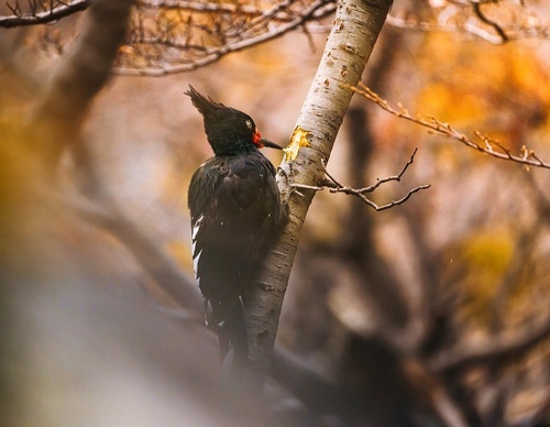 Gallery Of Photography By Rodrigo Viveros - Chile