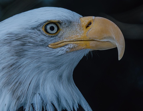 Gallery Of Photography By Chris Henry - USA