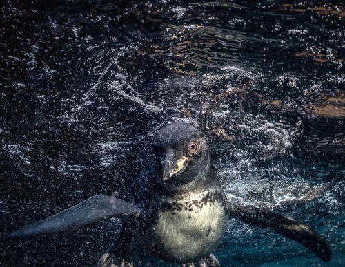Galeria de Fotografia de Cristina Goettsch Mittermeier - México