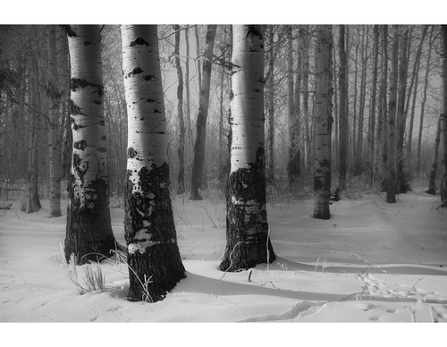 Galeria de Fotografia de Isaac Spotts - EUA