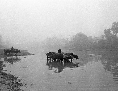shahidul alam