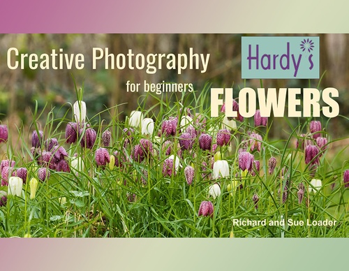 Fotografia Criativa de Flores