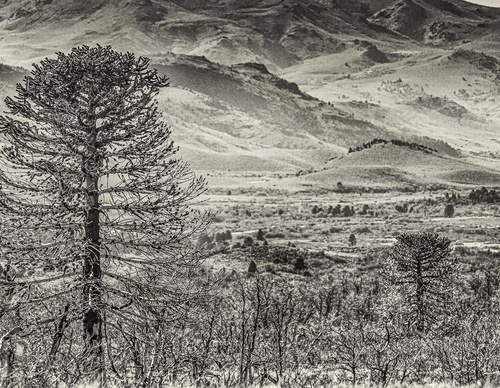 Galería de fotografía de Patricio Rodríguez - Argentina