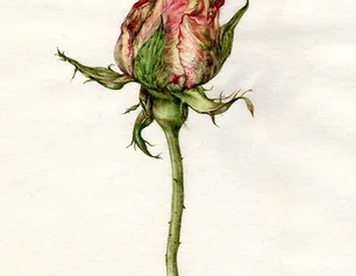 Gallery of Drawing by GiacoMina Ferrillo-Italy