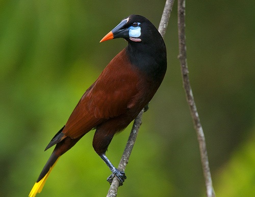 costa rica jim zuckerman