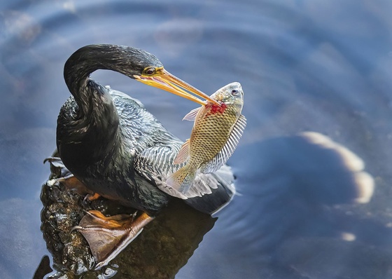La vida bajo las lentes es lo más destacado de un concurso de fotografía