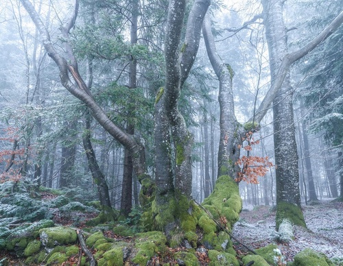 Galería de fotografías de Pujan Shadlau - Austria