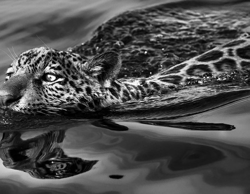 Galeria de Fotografia de Sebastião Salgado-Brasil