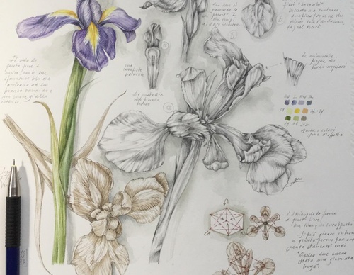 Gallery of Drawing by GiacoMina Ferrillo-Italy
