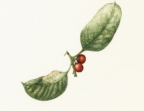 Gallery of Drawing by GiacoMina Ferrillo-Italy
