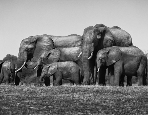 Galería de fotografía de Sebastião Salgado - Brasil