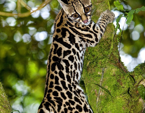 costa rica jim zuckerman