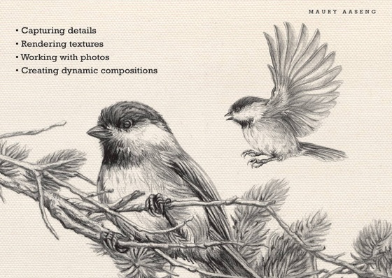 Drawing Birds Step By Step